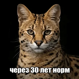 🌟 emoji посмотрим Telegram sticker 15 of 16