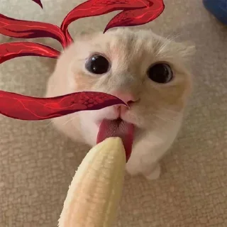 🐱 emoji The Kowareta Telegram sticker 18 of 68