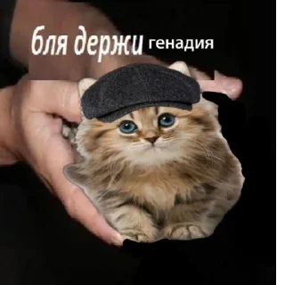 🐱 emoji нефор сити Telegram sticker 22 of 22