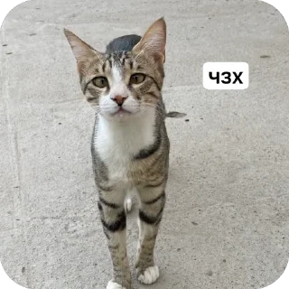 🫥 emoji х ! х Telegram sticker 18 of 19