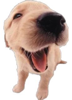 🐾 emoji 🐾 Telegram sticker 17 of 34