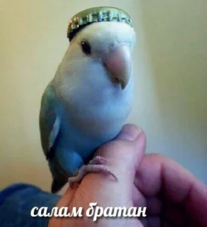 🐦 emoji это конец.. @gifstiki 👍 Telegram sticker 14 of 113