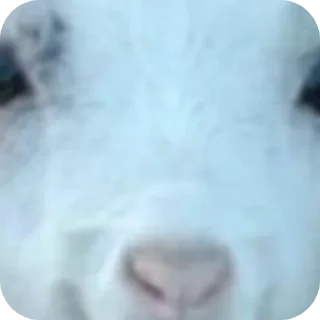 😀 emoji привет я коза Telegram sticker 12 of 19