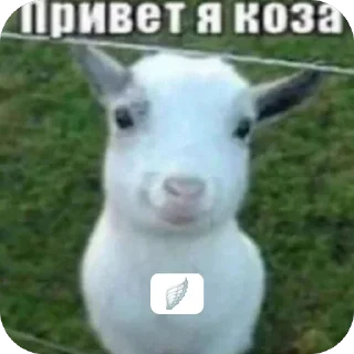 🫥 emoji привет я коза Telegram sticker 8 of 10