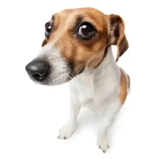 😐 emoji Бебра Telegram sticker 6 of 20