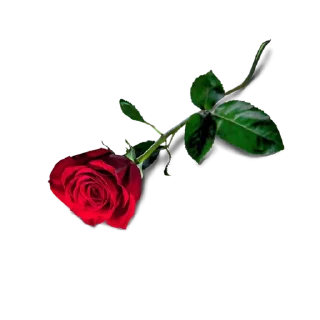 💐 emoji Цветы КР @devil_yulia Telegram sticker 20 of 21