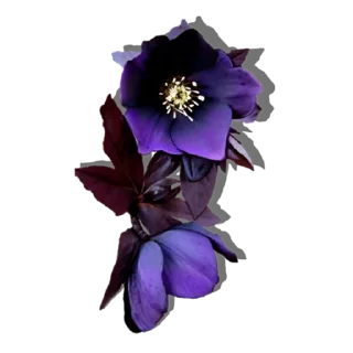 💐 emoji Цветы КР @devil_yulia Telegram sticker 12 of 21