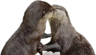 Sticker from otters by gravi