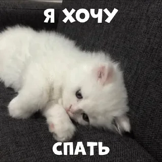 🌟 emoji Cats in prime Telegram sticker 6 of 59