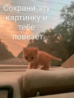 Sticker from Cats in prime