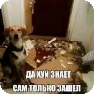 Sticker from Шиза