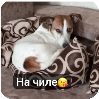 🐶 emoji Джек Telegram sticker 5 of 11