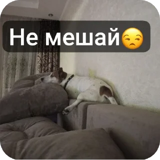 🛋 emoji Джек Telegram sticker 8 of 11
