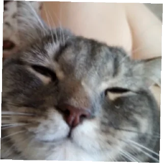 😄 emoji Барсик и Пипик Telegram sticker 12 of 18