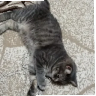 😼 emoji Барсик и Пипик Telegram sticker 18 of 18