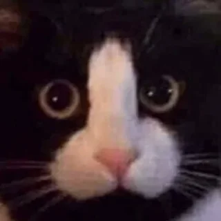 Sticker from улугбек и коты