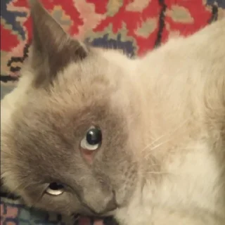 Sticker from улугбек и коты