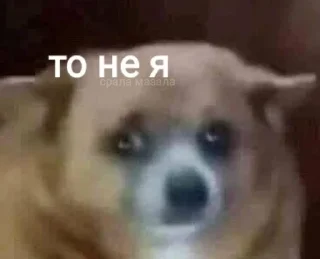 🐶 emoji Українські меми Telegram sticker 23 of 83