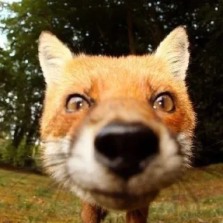 😳 emoji Финик Сахароза. Telegram sticker 6 of 23