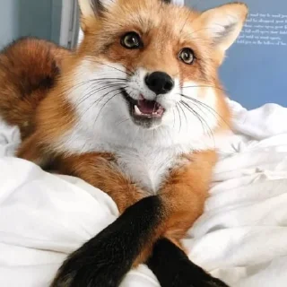 ☺️ emoji Финик Сахароза. Telegram sticker 18 of 23