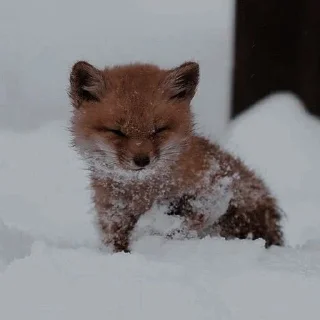 😒 emoji Финик Сахароза. Telegram sticker 12 of 23