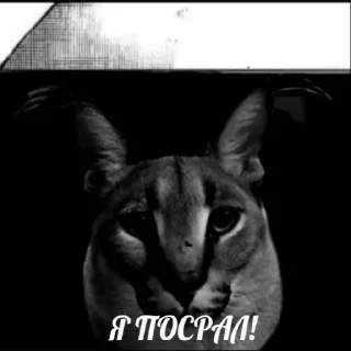Sticker from Welcome to the ДУРКА!