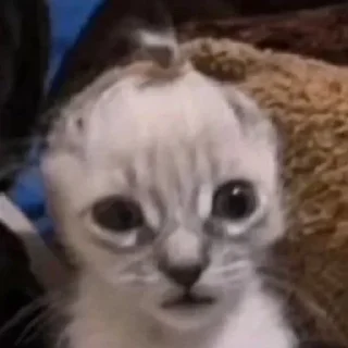 😦 emoji Смешные животные Telegram sticker 15 of 75
