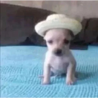 🤠 emoji Смешные животные Telegram sticker 22 of 75