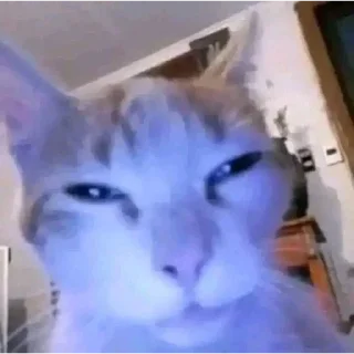 😑 emoji Смешные животные Telegram sticker 12 of 75