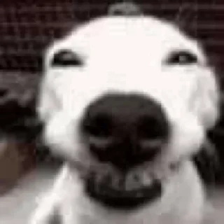 😁 emoji Смешные животные Telegram sticker 19 of 75