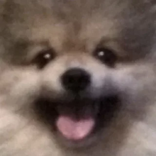 😃 emoji Смешные животные Telegram sticker 23 of 75