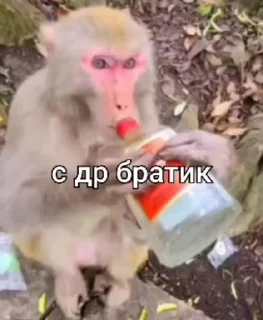 🎂 emoji Стикеры Иван Чая пон ➡️ @Ctikerubot Telegram sticker 22 of 71