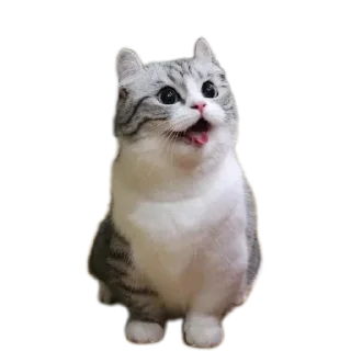 🐱 emoji Стрипси Telegram sticker 19 of 46
