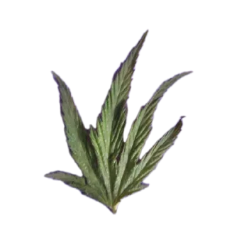 🌸 emoji Стрипси Telegram sticker 24 of 46