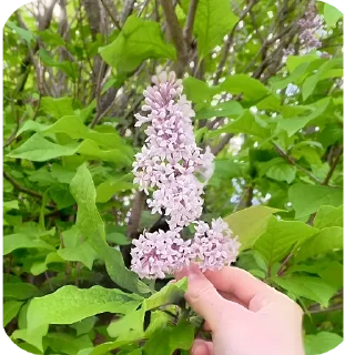 🌸 emoji член Telegram sticker 12 of 13