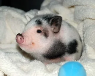 🐽 emoji Хайп Telegram sticker 5 of 12