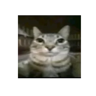 Sticker from gatos