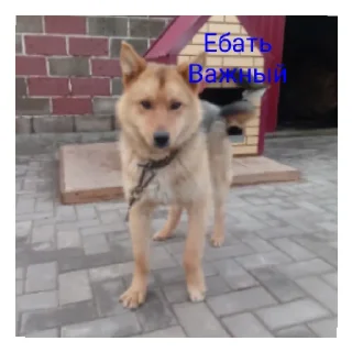 😄 emoji Дауны Telegram sticker 9 of 12