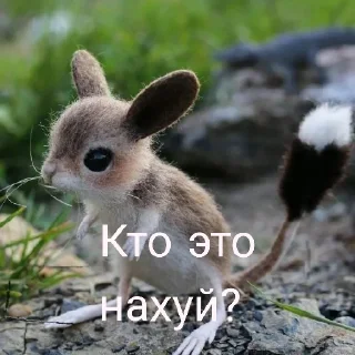 🤨 emoji собака смешная Telegram sticker 21 of 36