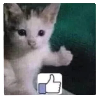 🐱 emoji Омагад 😨😨😨 Telegram sticker 18 of 120