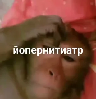 😘 emoji Бибизянки от @TankistTankistovich by @offstikbot Telegram sticker 13 of 50