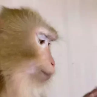 Sticker from monkeys