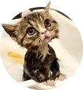 😁 emoji cats @TVstickers Telegram sticker 13 of 117