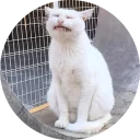 Sticker from cats @TVstickers