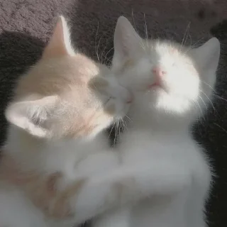 🍪 emoji любимому котику Telegram sticker 13 of 32