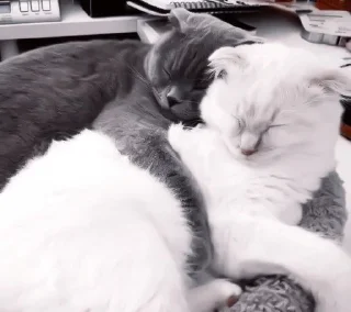 🍪 emoji любимому котику Telegram sticker 20 of 32