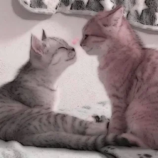 🍪 emoji любимому котику Telegram sticker 14 of 32