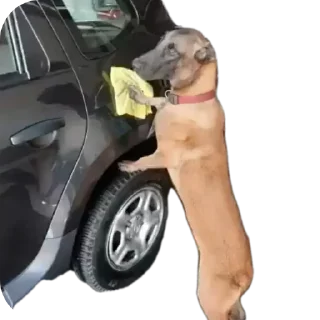 🚗 emoji gav gav Telegram sticker 11 of 11