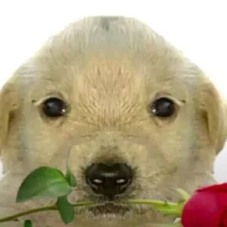 ❤ emoji Puppy Telegram sticker 18 of 34
