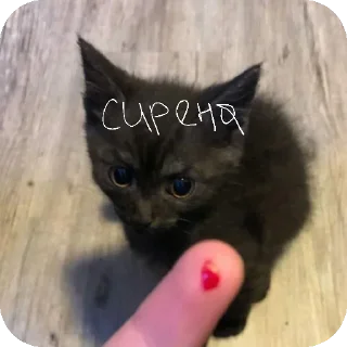 🐱 emoji puppy Telegram sticker 17 of 39